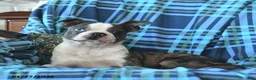 Boston Terrier dogs for sale: Davey - Ad 2
