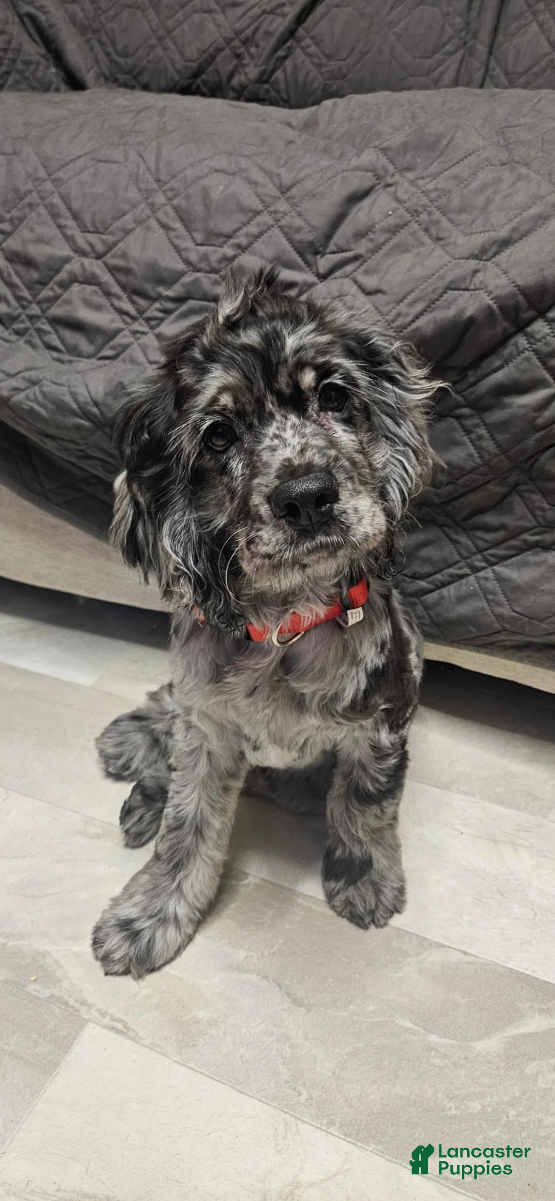 Cocker Spaniel dogs for sale: Cocker Spaniel 1 - Ad 1