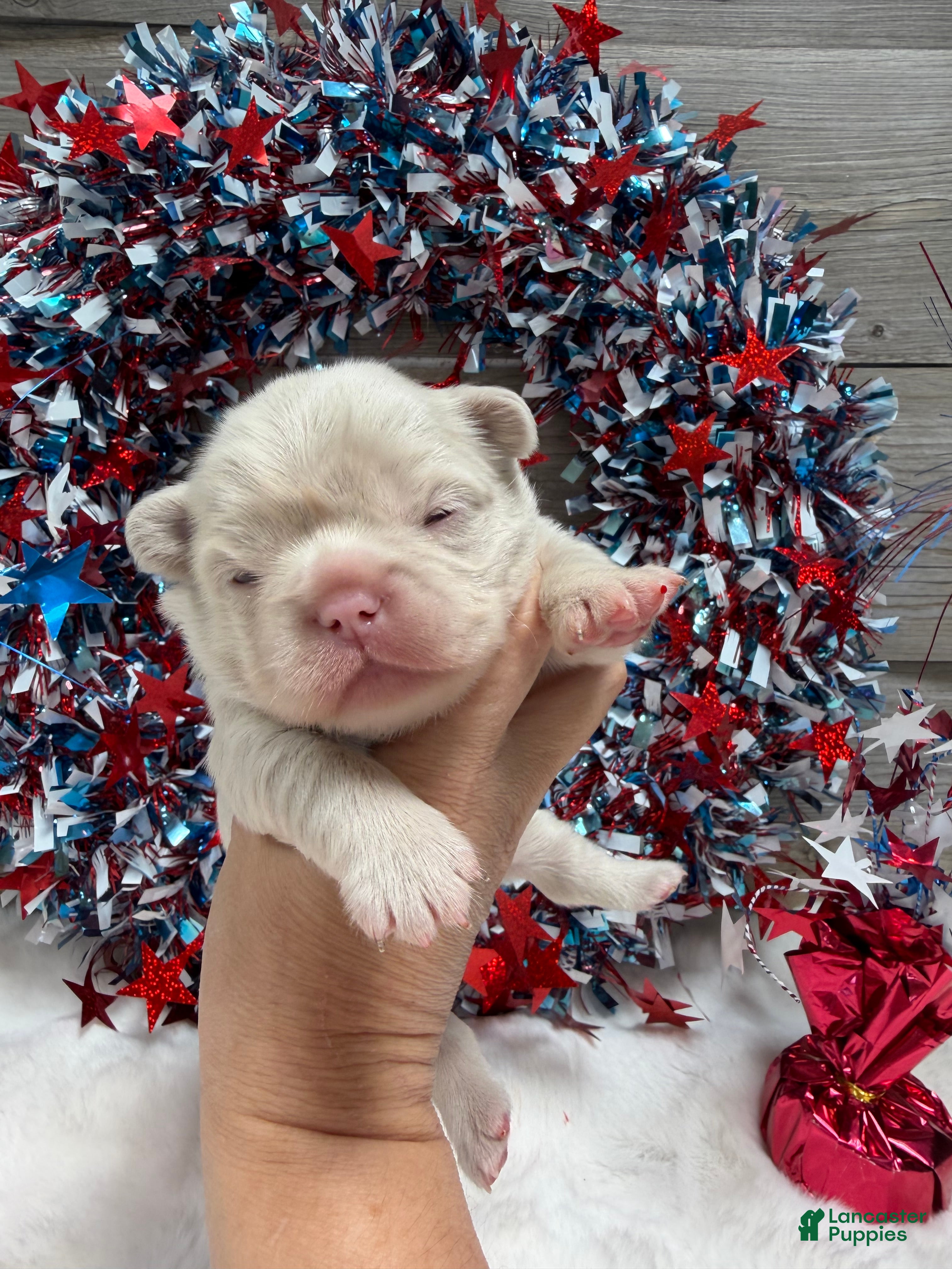 French Bulldog dogs Daisy - Ad 1