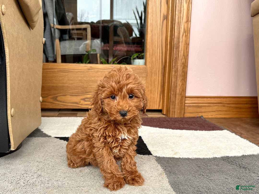 Cavapoo dogs for sale: Cavapoo female Puppy 5 - Ad 5