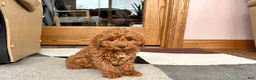 Cavapoo dogs for sale: Cavapoo female Puppy 5 - Ad 5