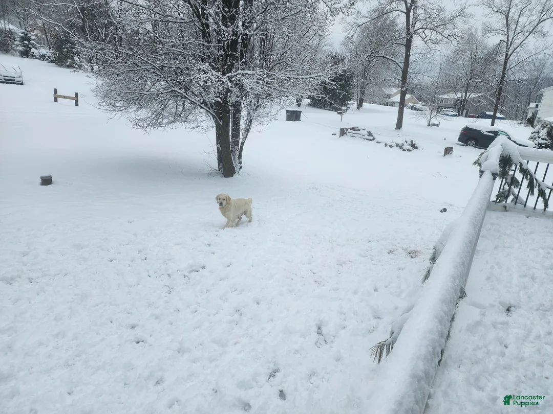 Goldador dogs for sale: Goldador Puppy 1 - Ad 3