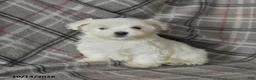 Maltese dogs for sale: Pearl - Ad 5
