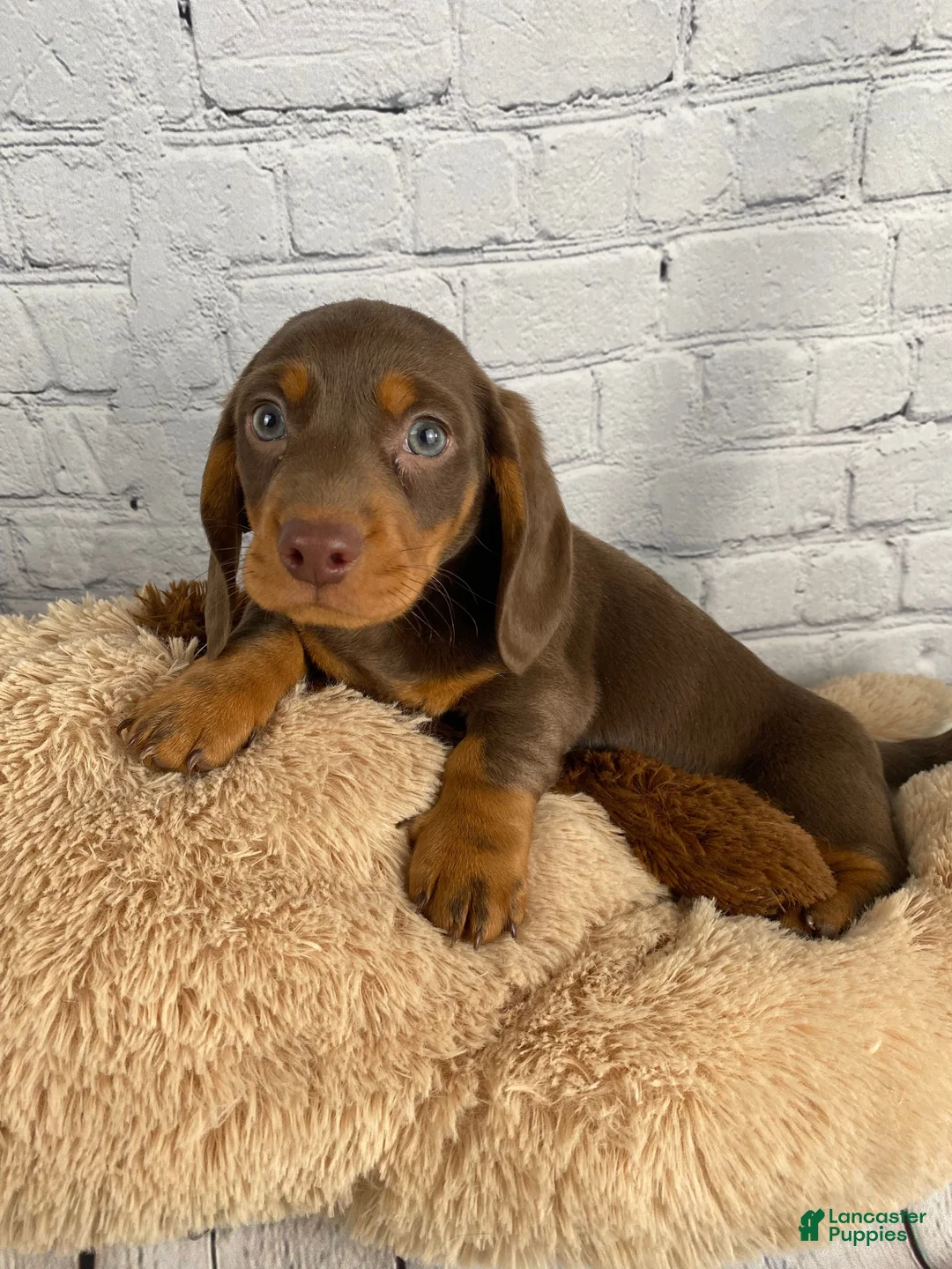 Miniature Dachshund dogs for sale: Coco - Ad 15