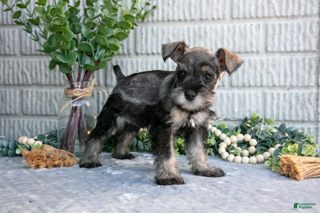 Miniature Schnauzer dogs for sale: April - Ad 2