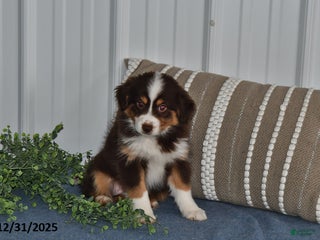 Miniature Australian Shepherd dogs Dottie - Ad 23