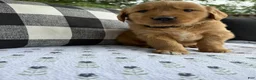 Golden Retriever dogs for sale: Bones - Ad 17