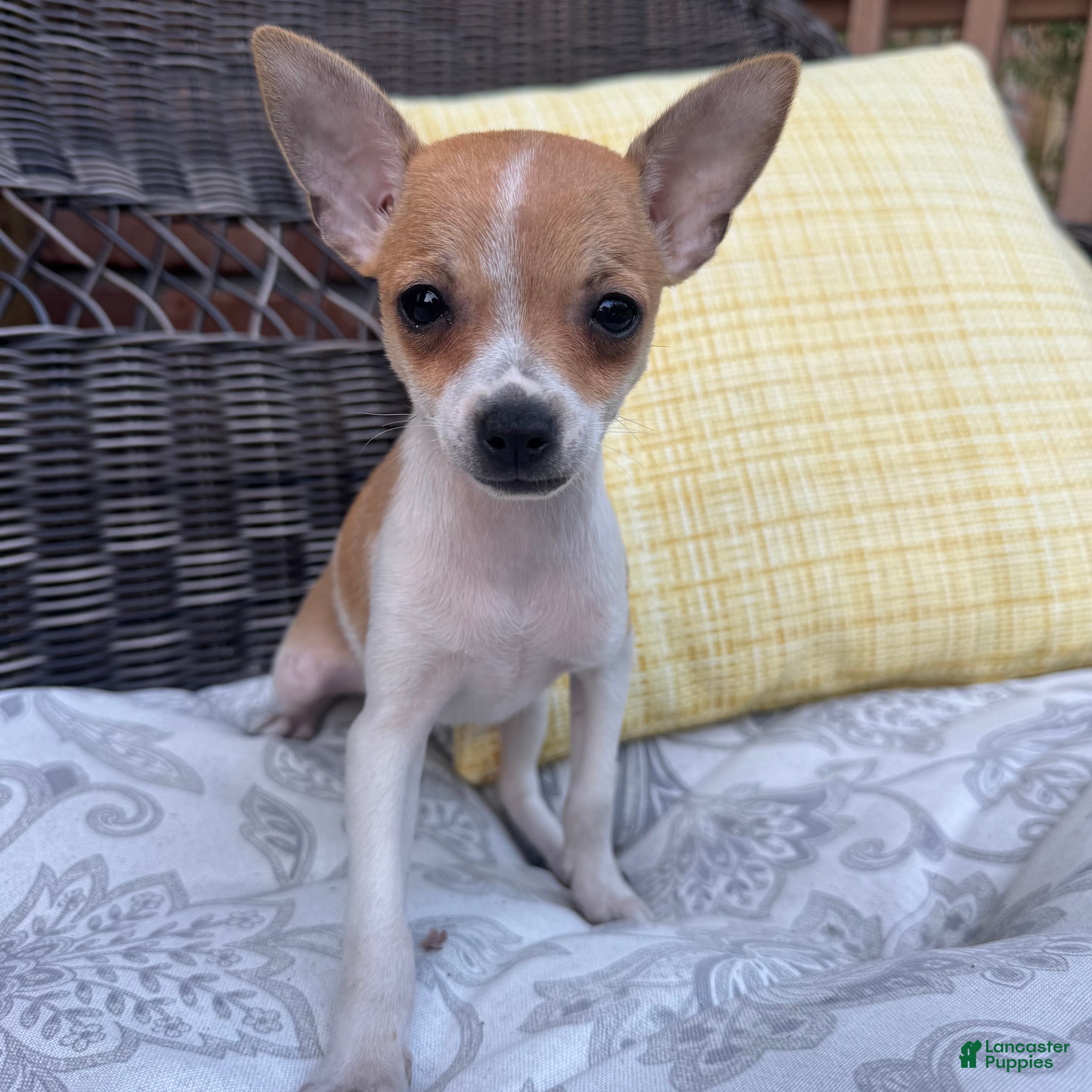 Chihuahua dogs 1 Kelly - Ad 7