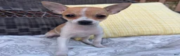 Chihuahua dogs for sale: 1 Kelly - Ad 1