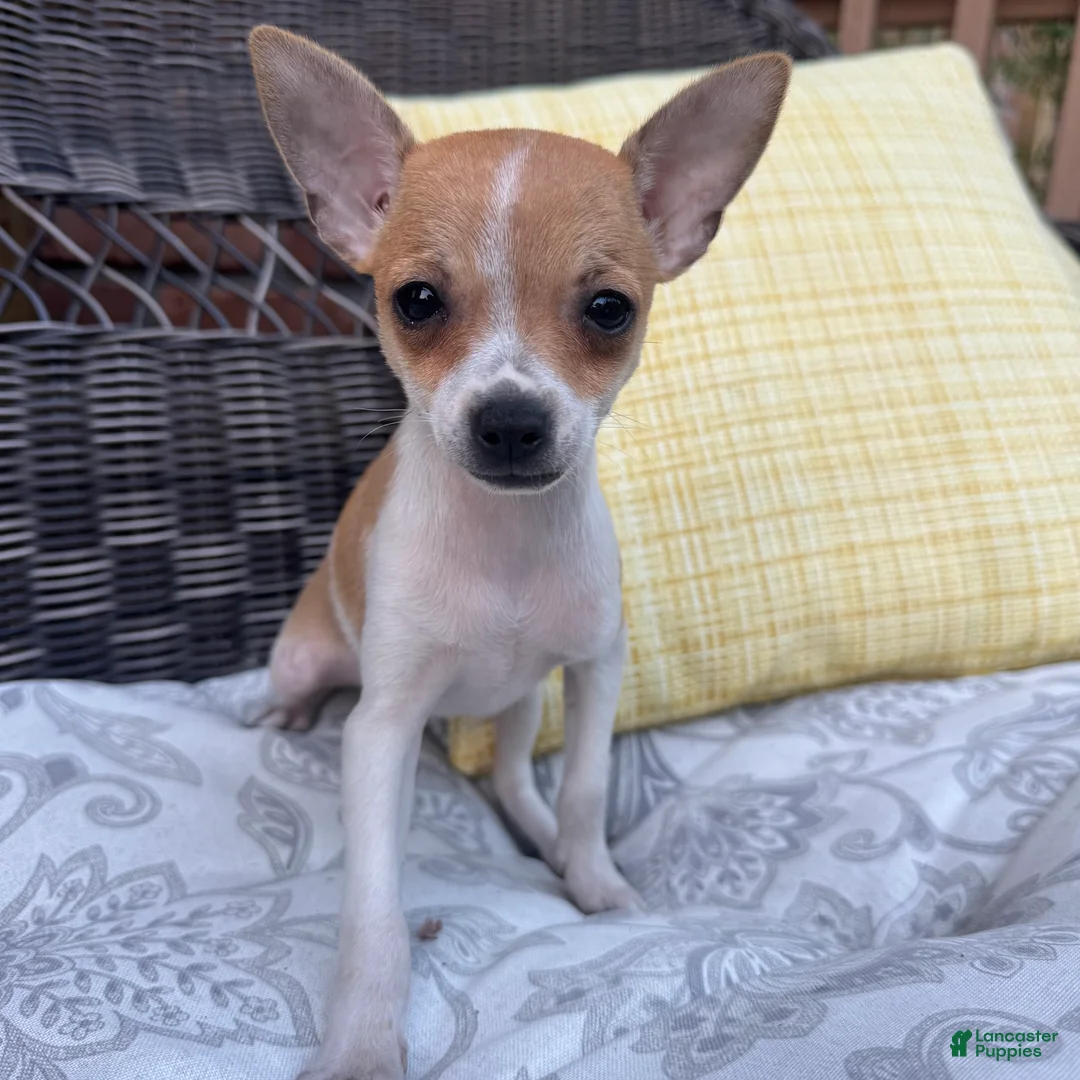 Chihuahua dogs for sale: 1 Kelly - Ad 1