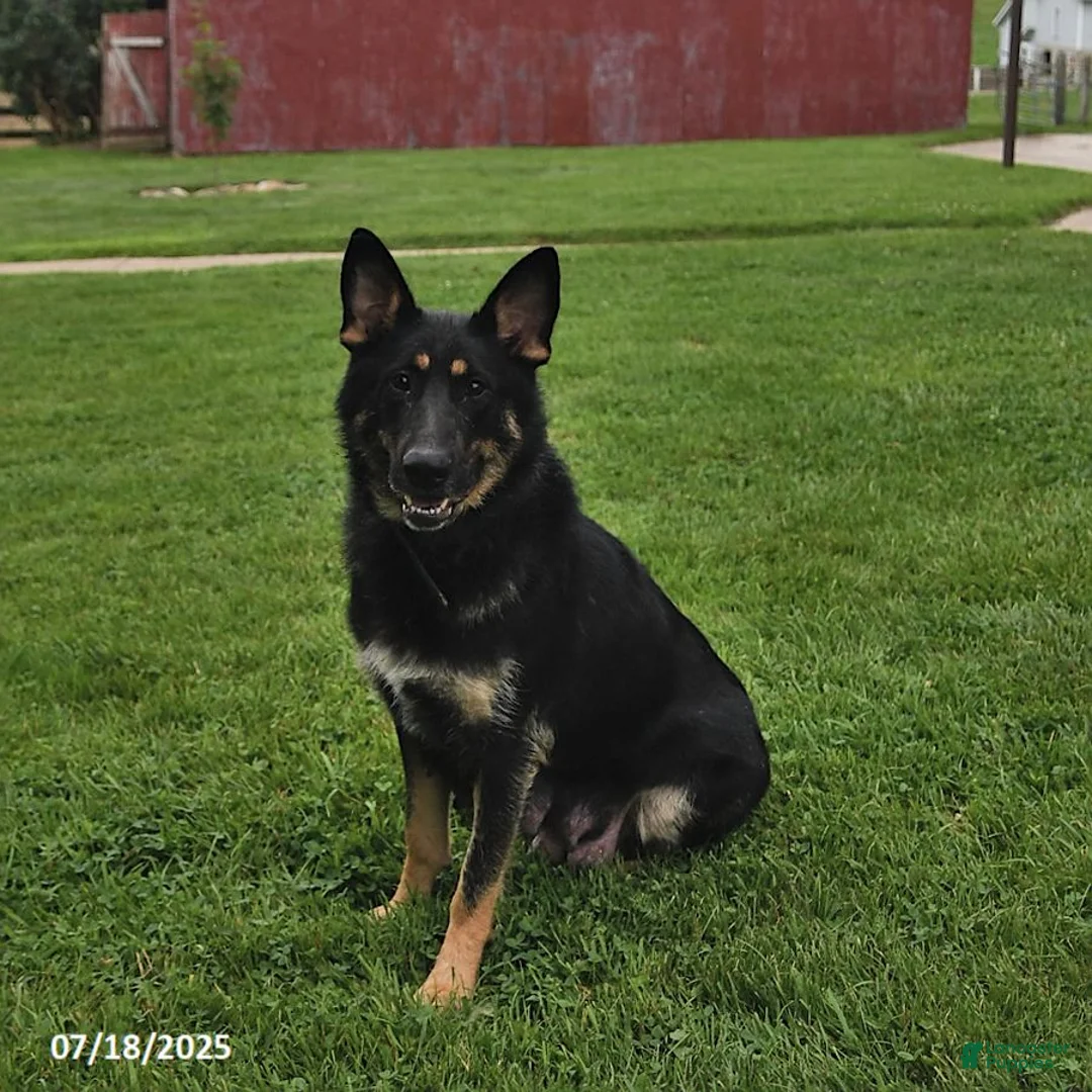 German Shepherd dogs for sale: Amos - Ad 6