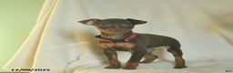 Miniature Pinscher dogs for sale: Lily  - Ad 2