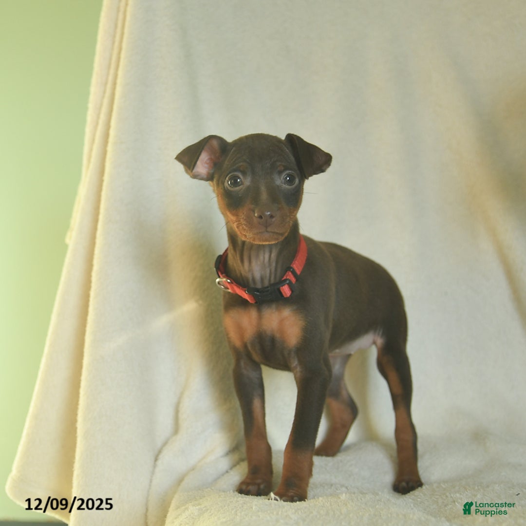 Miniature Pinscher dogs for sale: Lily  - Ad 2