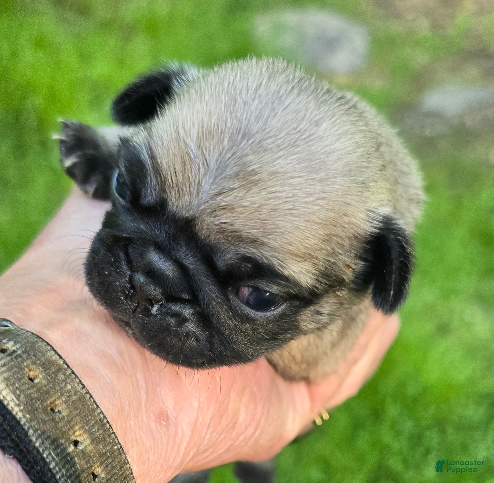 Pug dogs Chad - Ad 1