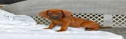Redbone Coonhound dogs for sale: Bear - Ad 2