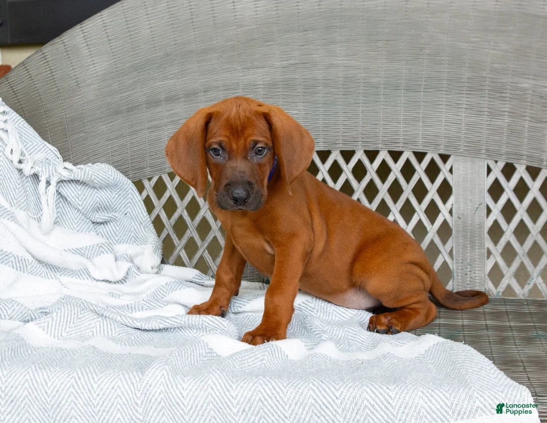 Redbone Coonhound dogs for sale: Bear - Ad 2