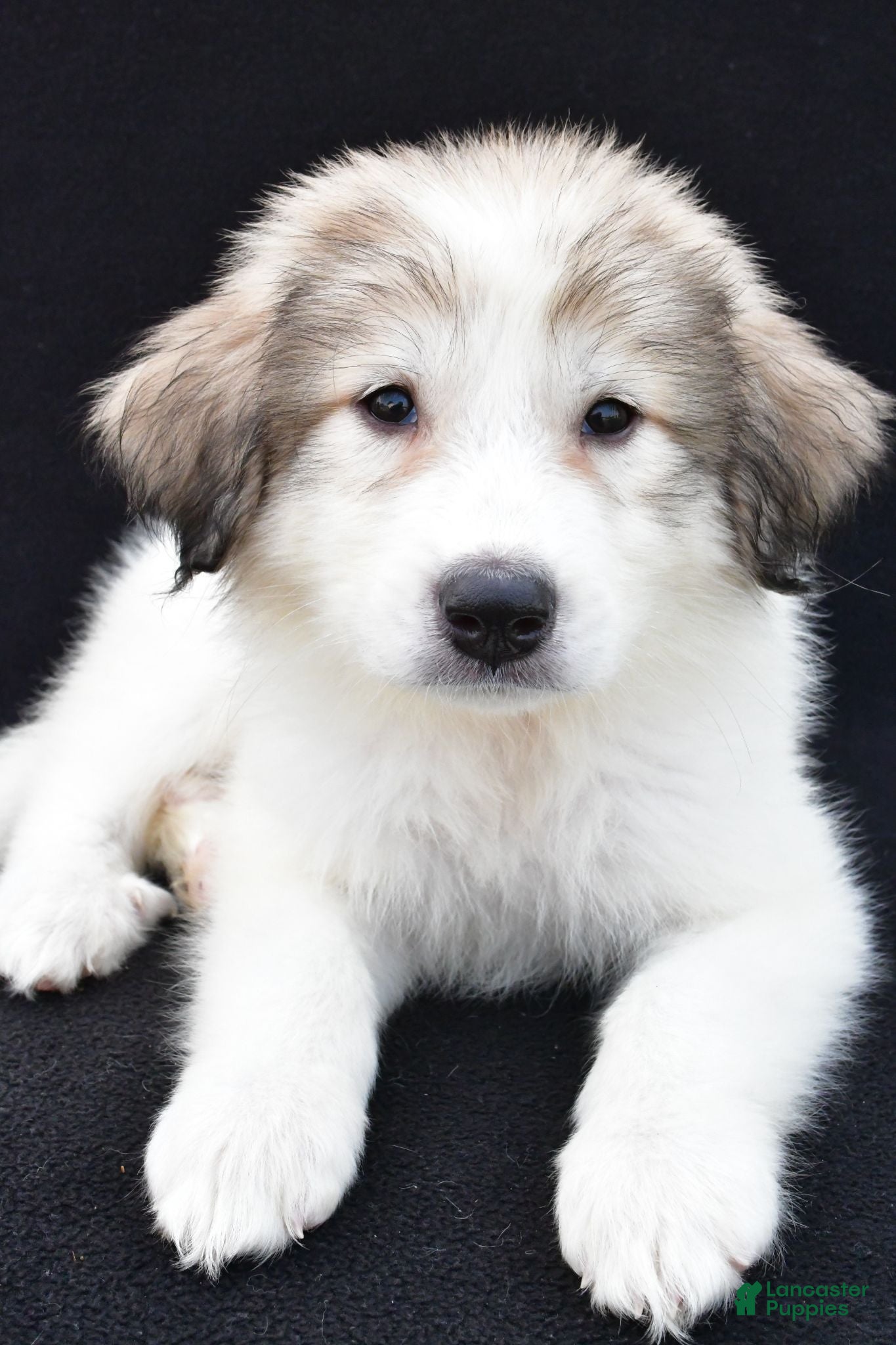 Great Pyrenees dogs Marie - Ad 2