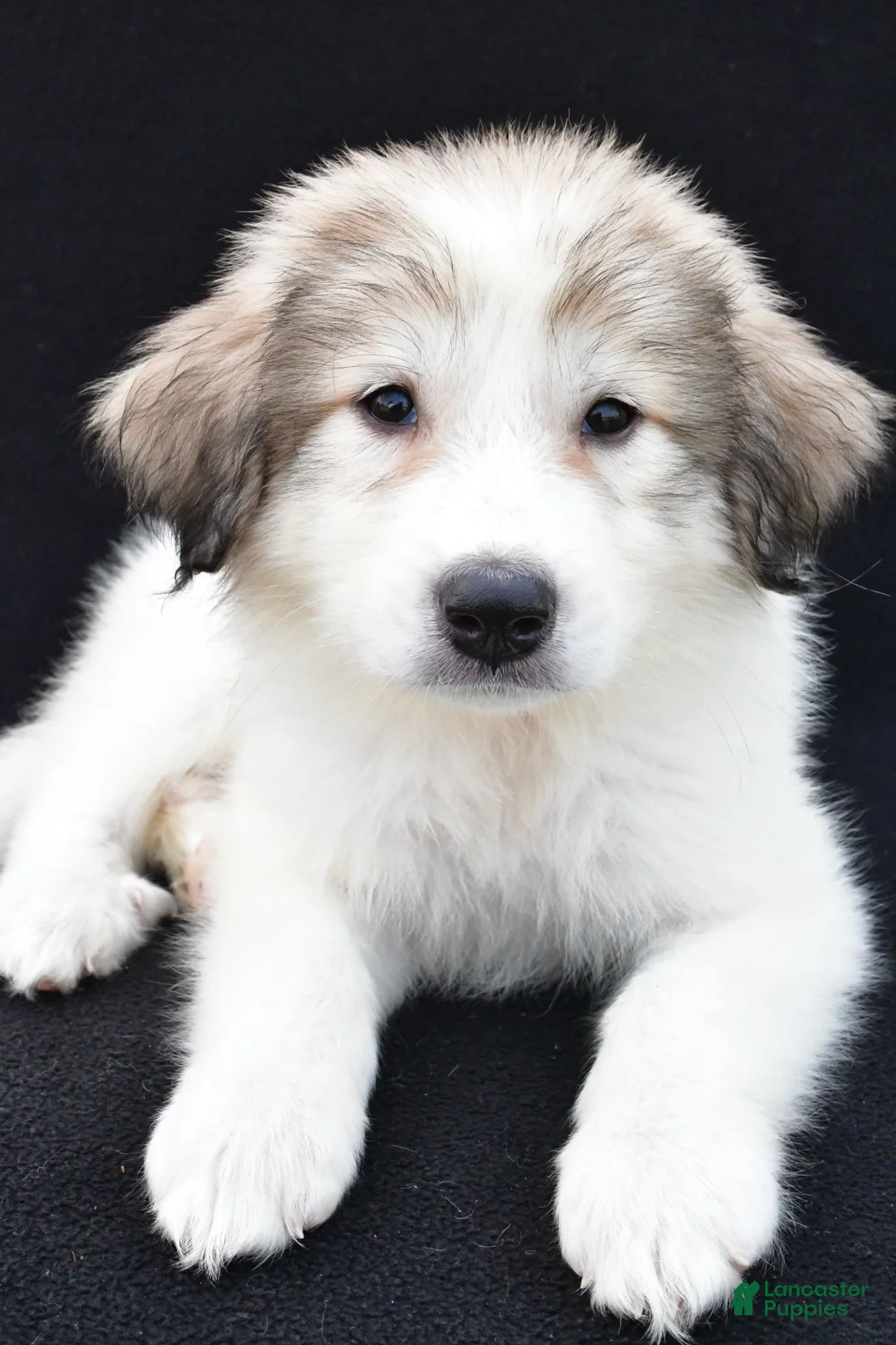 Great Pyrenees dogs for sale: Marie - Ad 2
