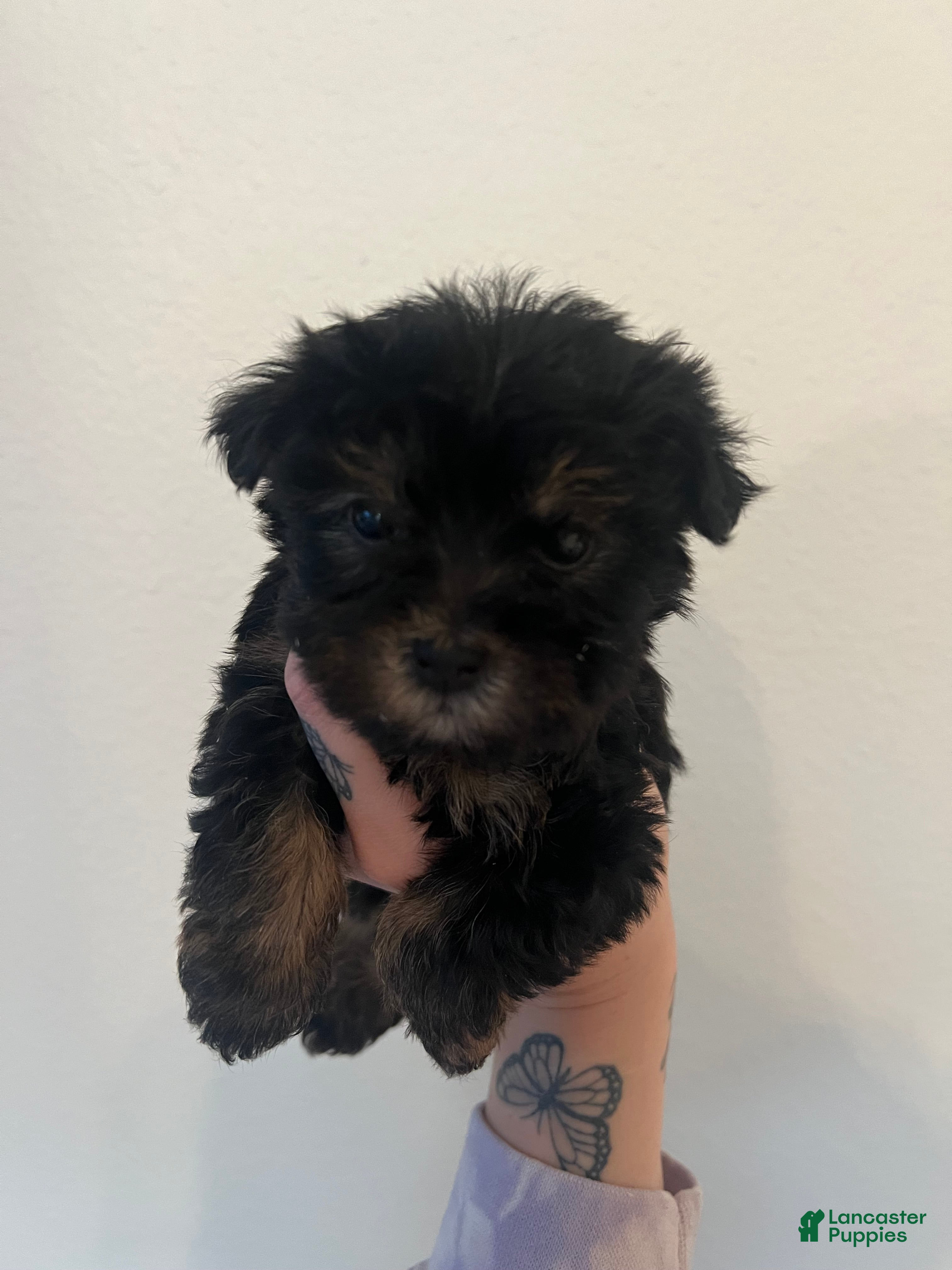 Yorkiepoo dogs Yorkiepoo Puppy 1 - Ad 1