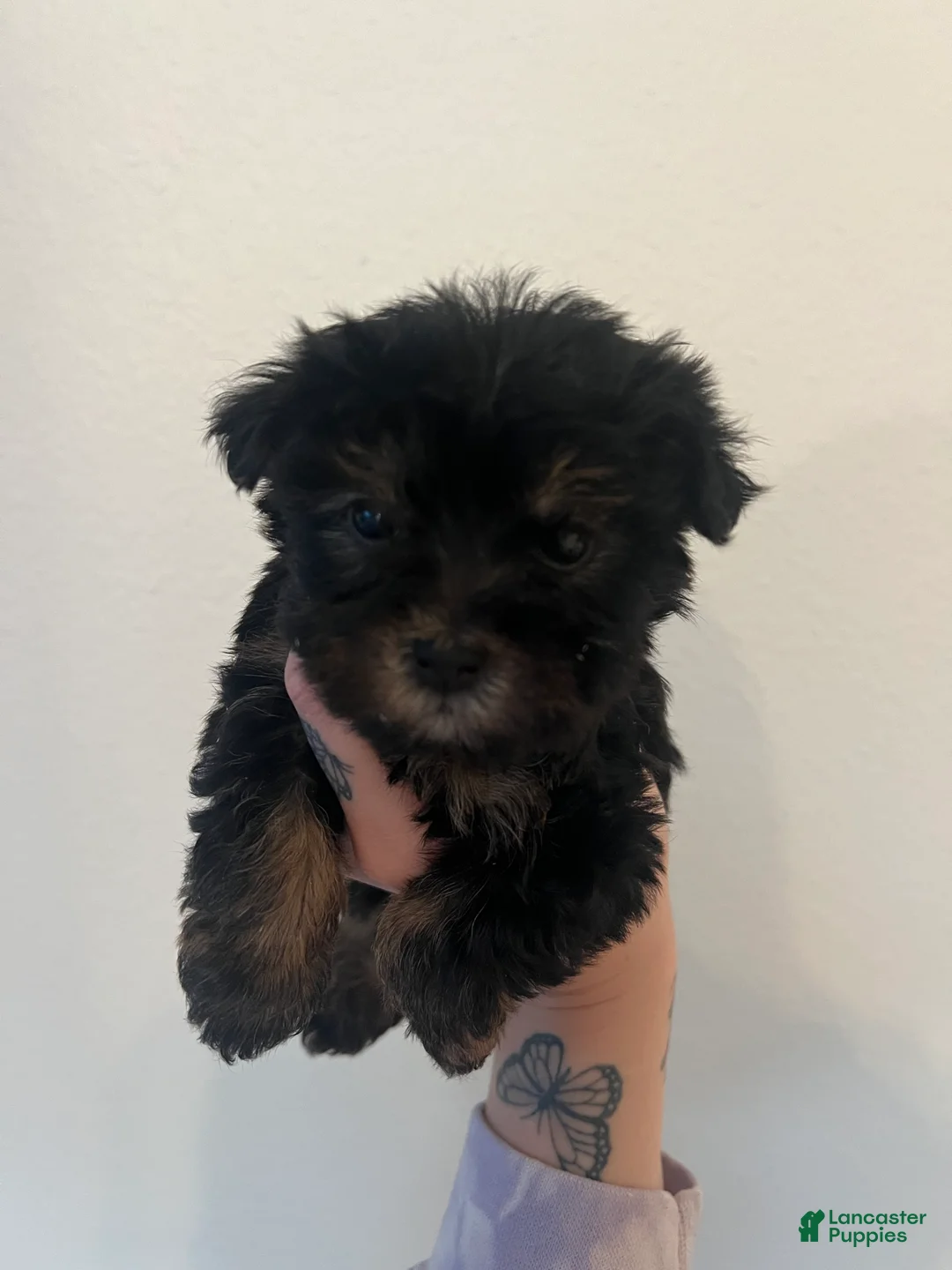 Yorkiepoo dogs for sale: Yorkiepoo Puppy 1 - Ad 1