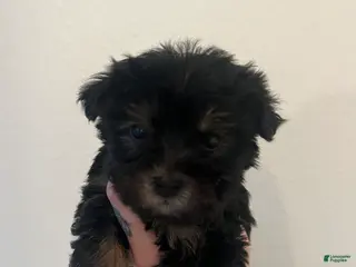 Yorkiepoo dogs Yorkiepoo Puppy 1 - Ad 2