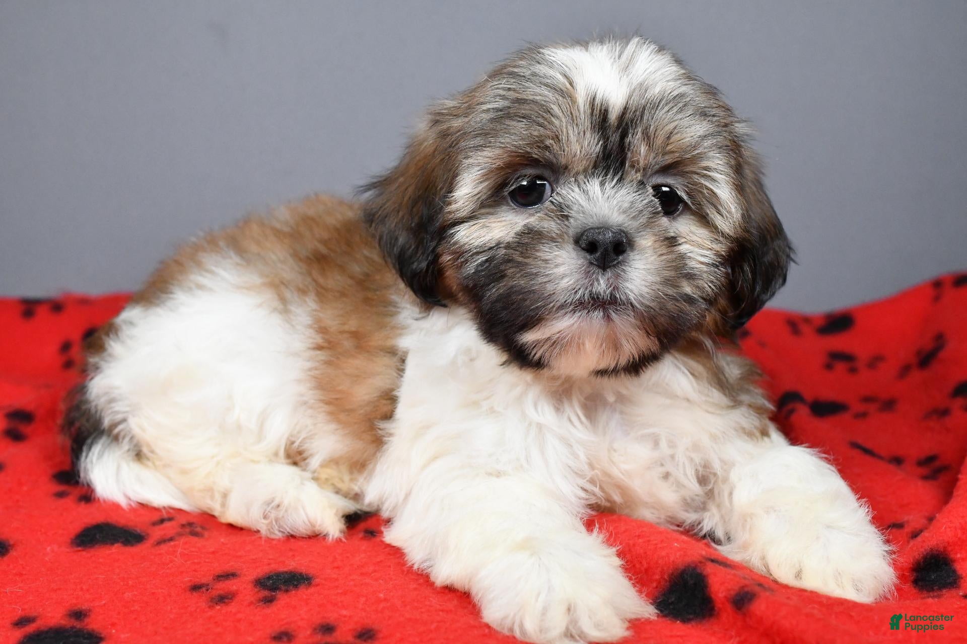 Shih Tzu dogs Kesha - Ad 1