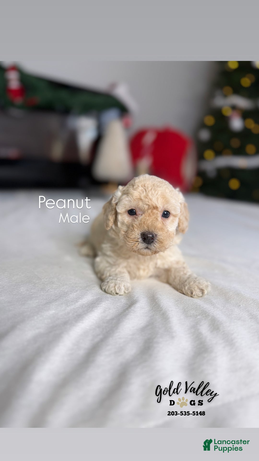 Mixed Breed dogs for sale: PEANUT  - Ad 2