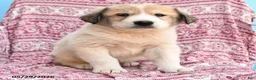 Mixed Breed dogs for sale: Hans  - Ad 2