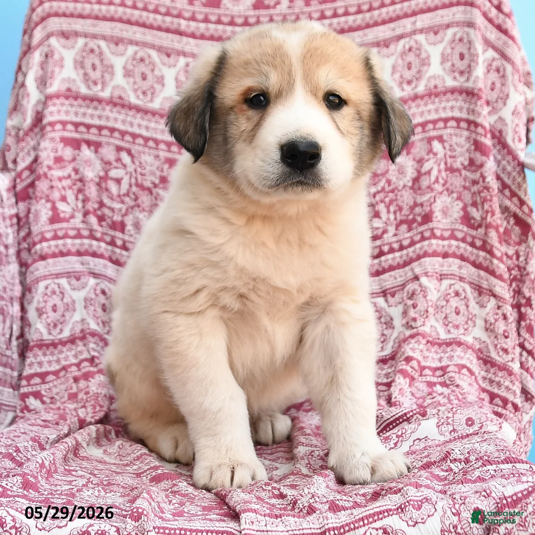 Mixed Breed dogs for sale: Hans  - Ad 2