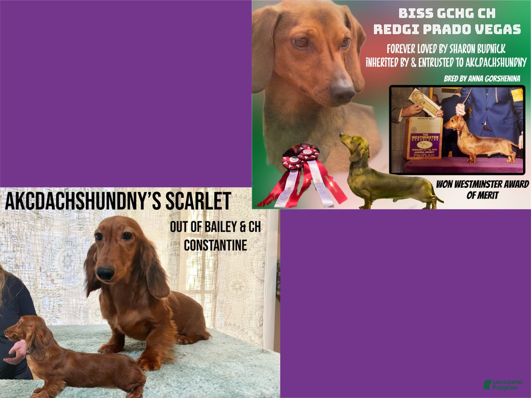 Miniature Dachshund dogs for sale: AKC am red ch - Ad 11