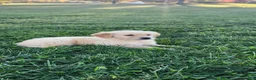 Golden Retriever dogs for sale: Tucker - Ad 4