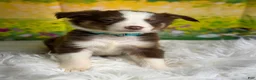Australian Shepherd dogs for sale: Australian Shepherd Flash - Ad 4