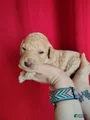 Standard Poodle Puppy 8