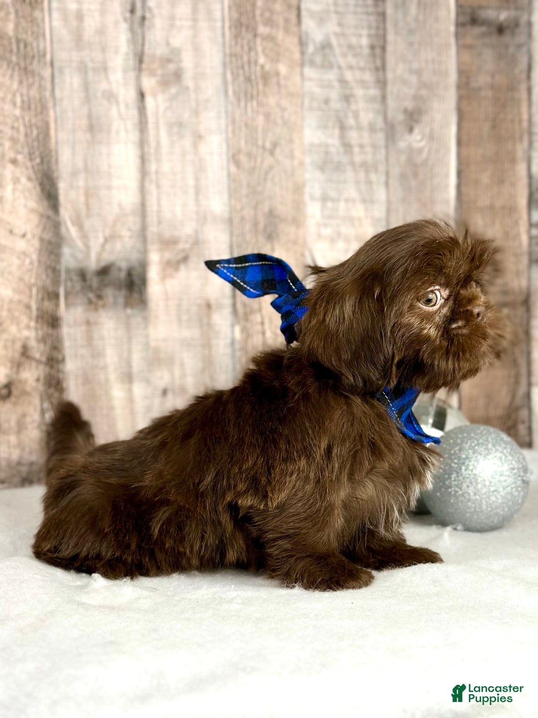 Shih Tzu dogs for sale: Hazel - Ad 3