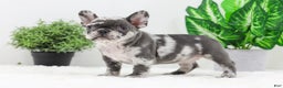 French Bulldog dogs for sale: Esther - Ad 7