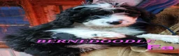 Bernedoodle dogs for sale: Bernedoodle Puppy 1 - Ad 1