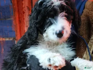 Bernedoodle dogs Bernedoodle Puppy 1 - Ad 35