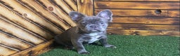 French Bulldog dogs for sale: Caste - Ad 2