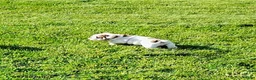 English Bulldog dogs for sale: Rugur - Ad 10