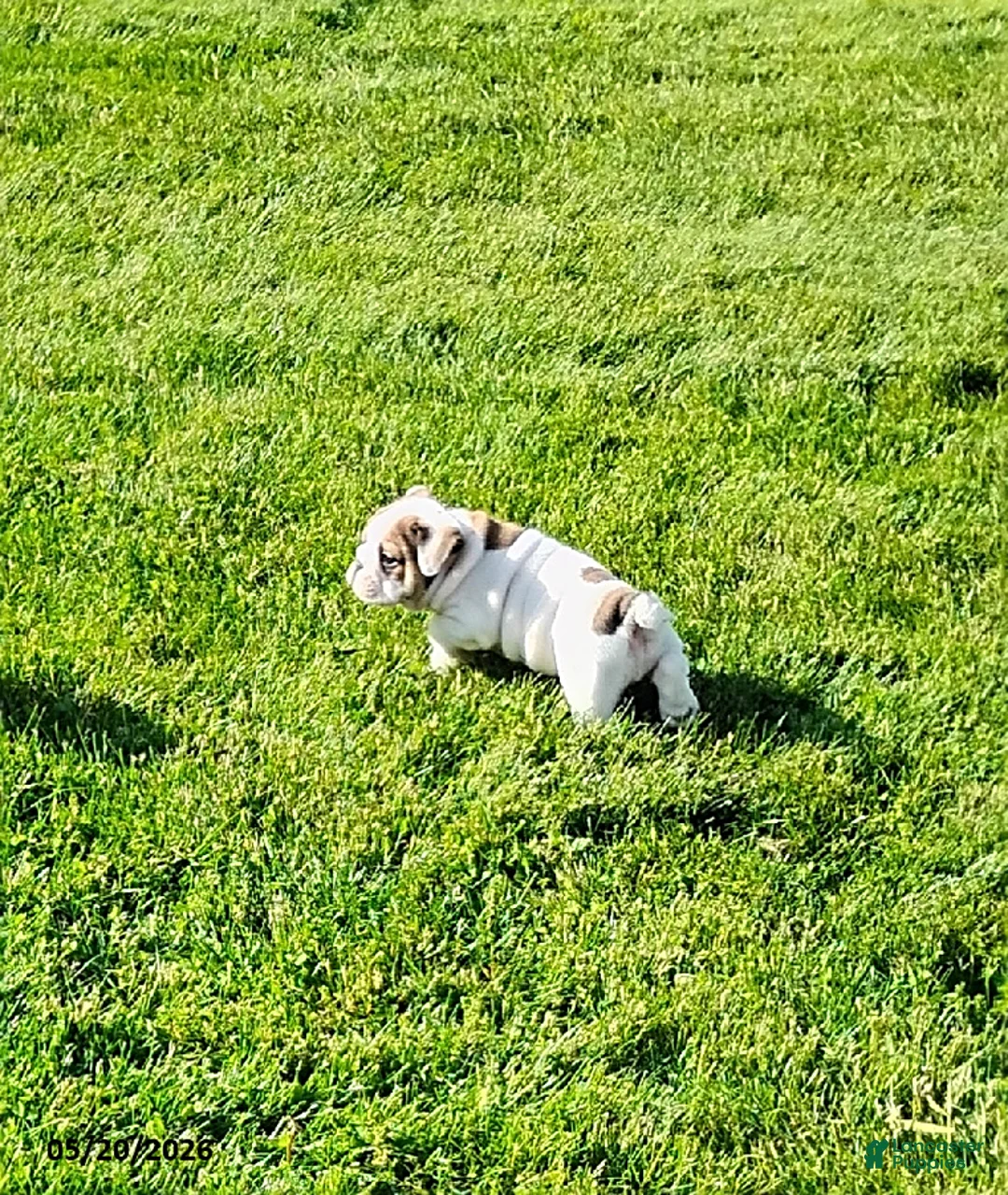 English Bulldog dogs for sale: Rugur - Ad 10