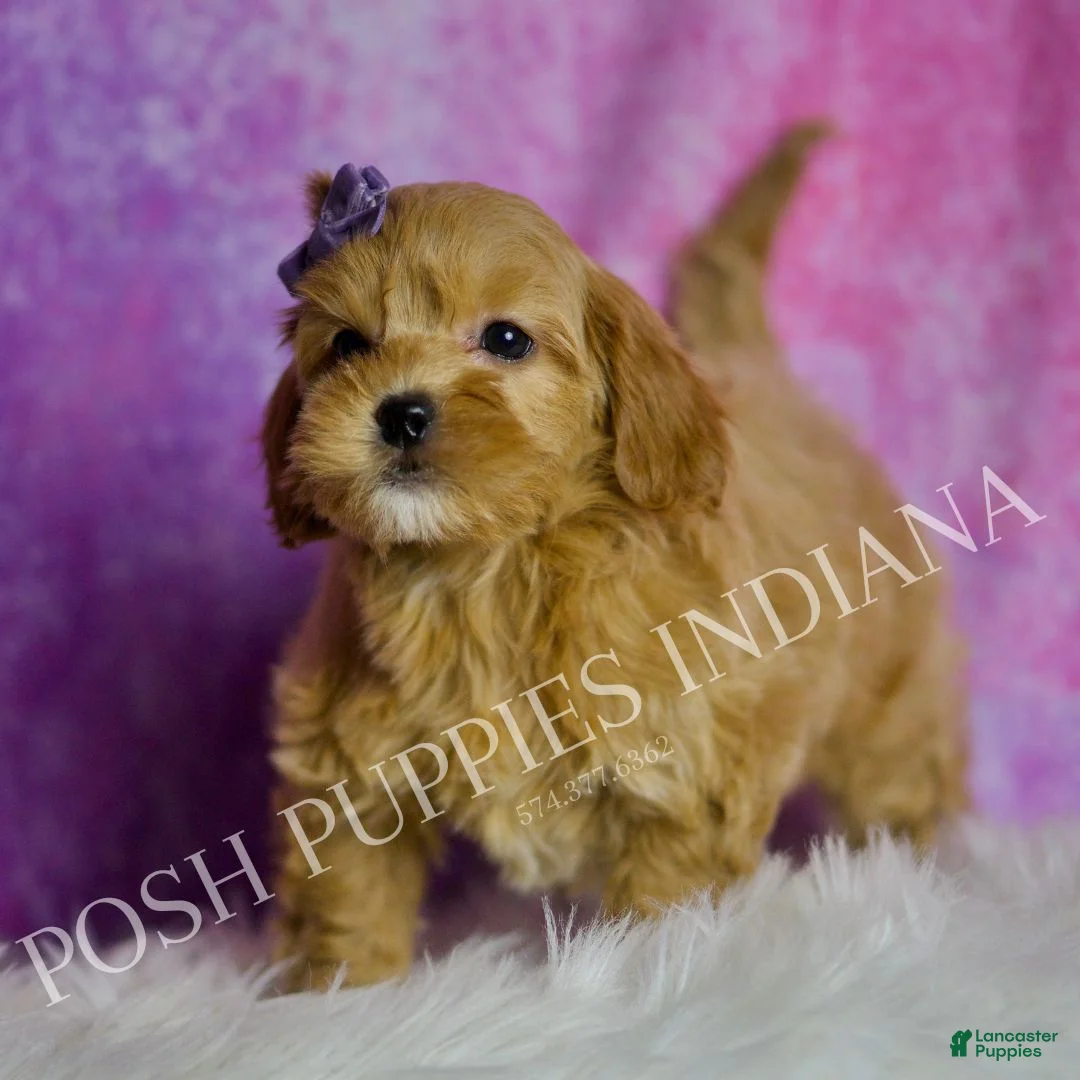 Mini Goldendoodle dogs for sale: Bailey - Ad 3