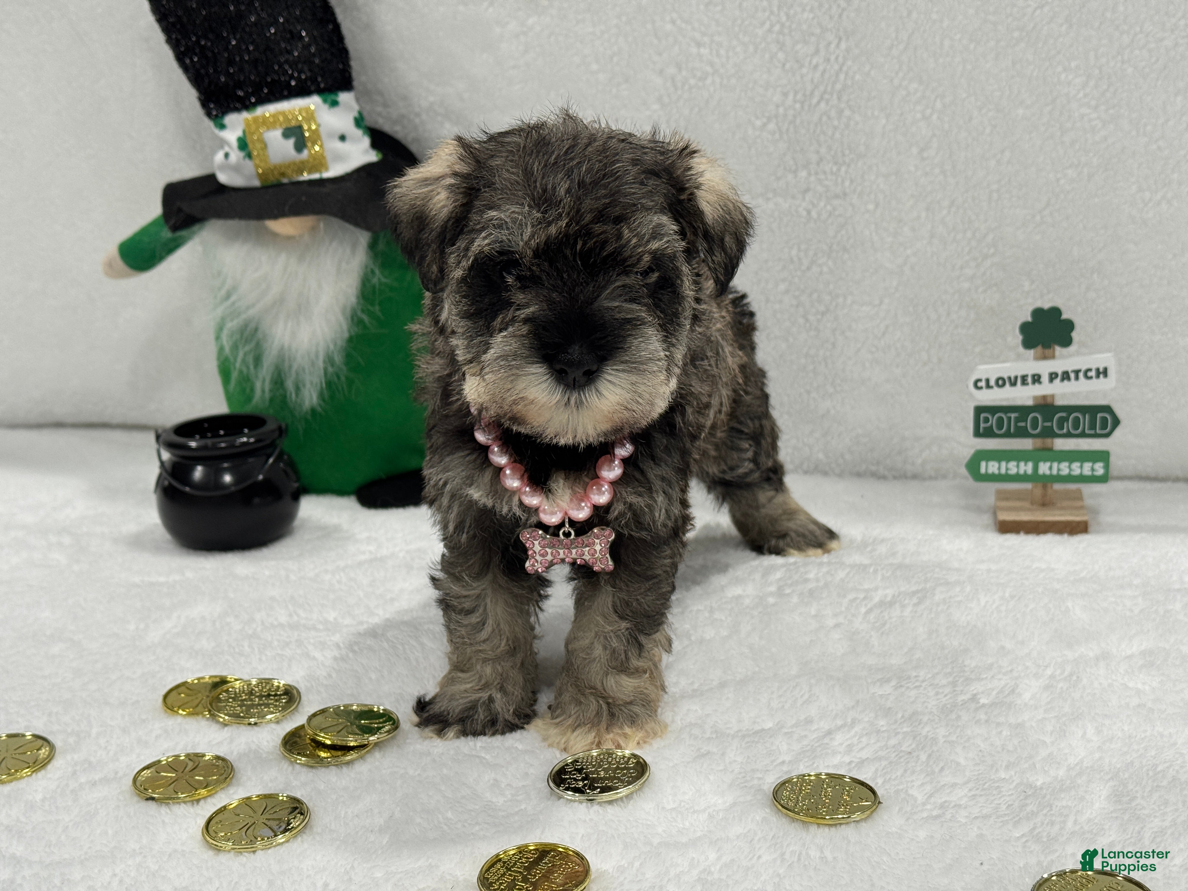 Miniature Schnauzer dogs Gypsy Female 1 - Ad 16