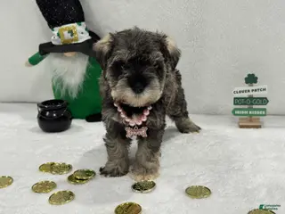 Miniature Schnauzer dogs Gypsy Female 1 - Ad 16