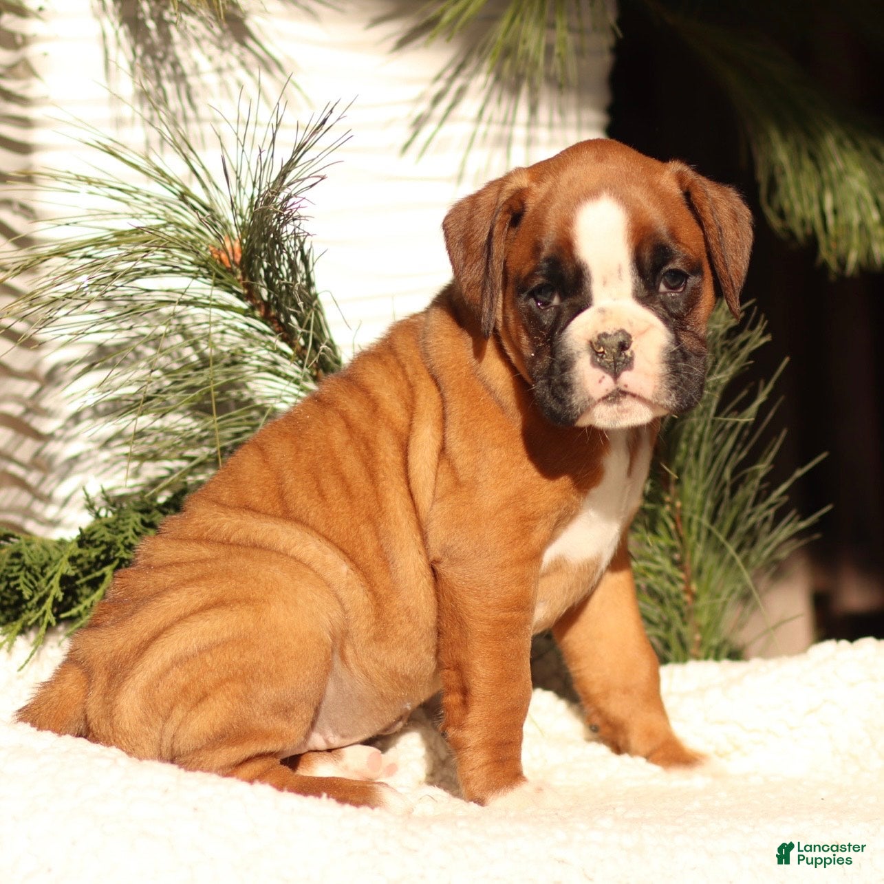 Boxer dogs Ava - Ad 22