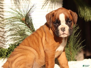 Boxer dogs Ava - Ad 22