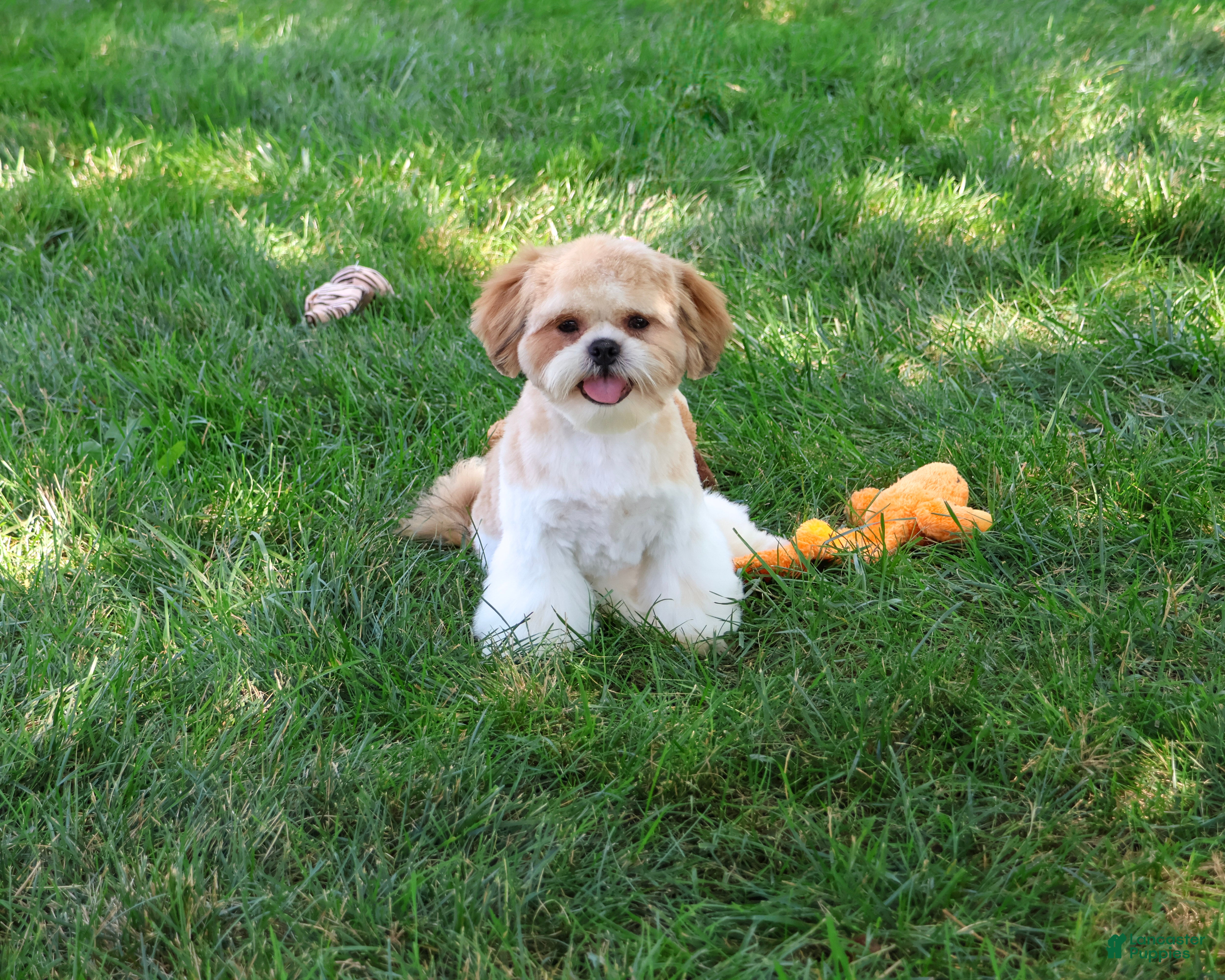 Shih Tzu dogs Fox - Ad 1