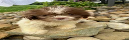 Shih Tzu dogs for sale: Betty - Ad 5