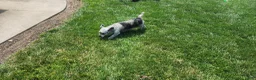 Mini Goldendoodle dogs for sale: Kelsey  - Ad 6