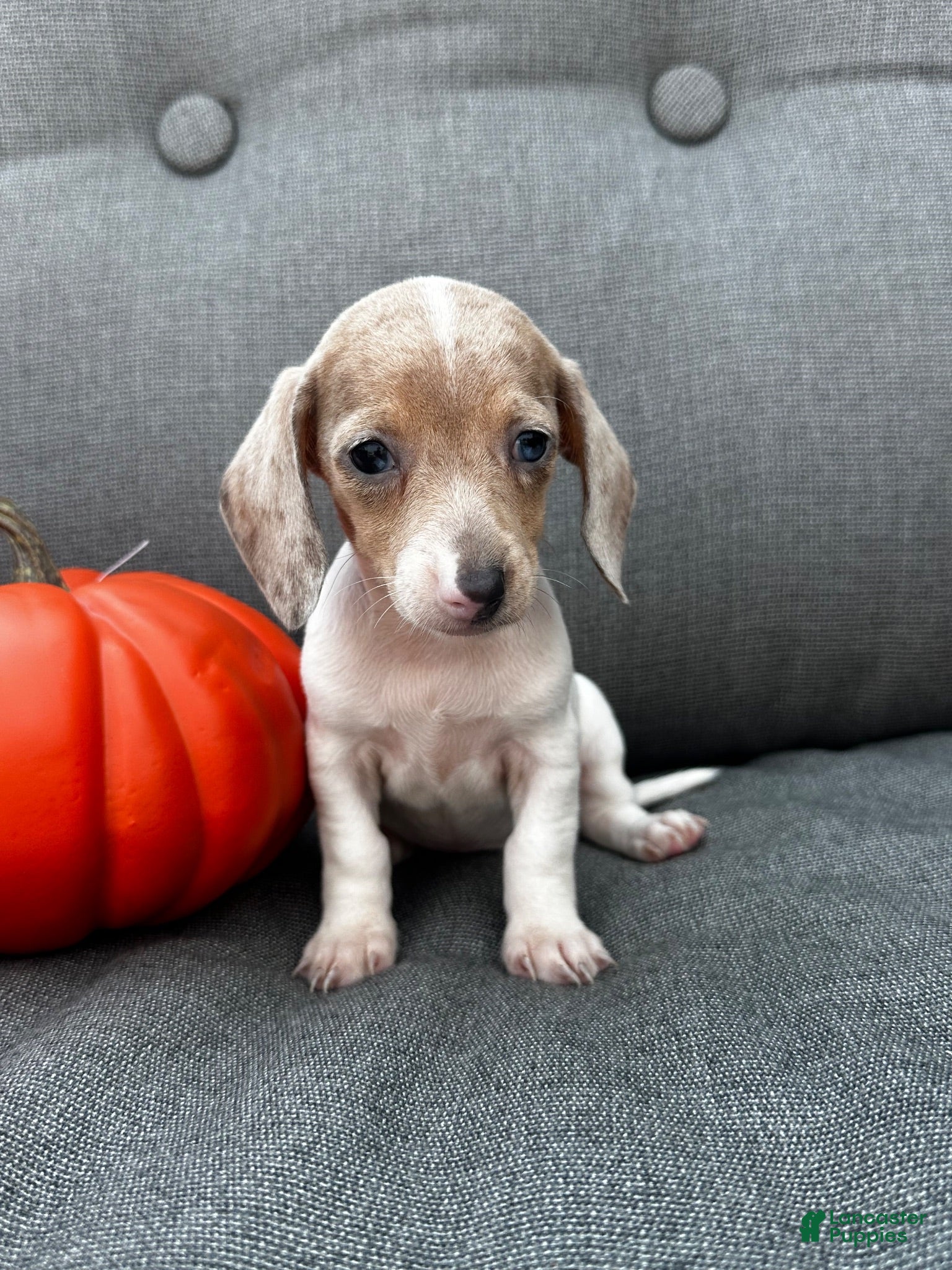 Miniature Dachshund dogs Olive - Ad 1