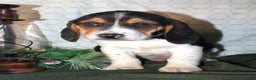 Beagle dogs for sale: Miles - Ad 3